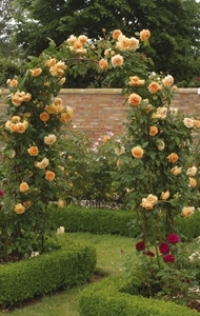 Ruže penjačice - Climber Rose