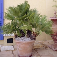 Chamaerops humilis - mediteranska lepezasta palma 
