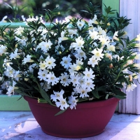 Mimulus - mošusni cvet