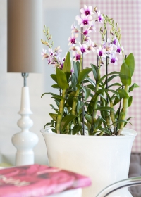 Dendrobium orhideje - simbol ljubavi i bogatstva