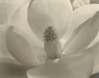Imodžen Kaningem - Cvet magnolije