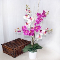Phalaenopsis orhideje - orhideje noćni leptiri 